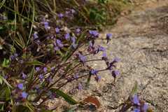 Cyanotis arachnoidea